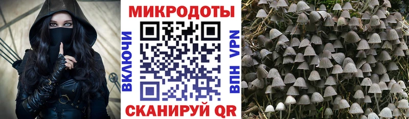 Псилоцибиновые грибы Psilocybe  hydra   Железноводск 